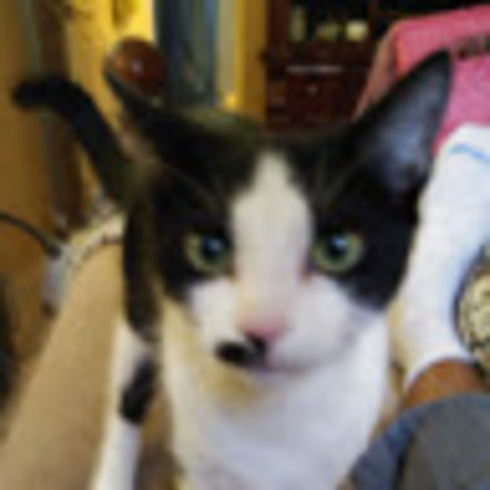 Meet your Posher, Crystal